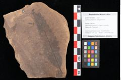 Foto (Objekt + Etikett) von Quercus palaeoilex Ettingshausen (NHMW-GEO-2024-0188-0889)